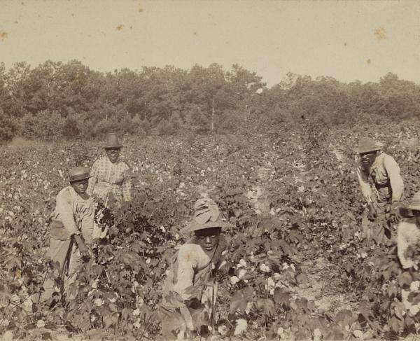 Picking cotton, Savannah, Ga.